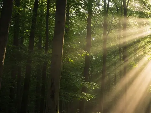 Lichteinfall in einem Wald